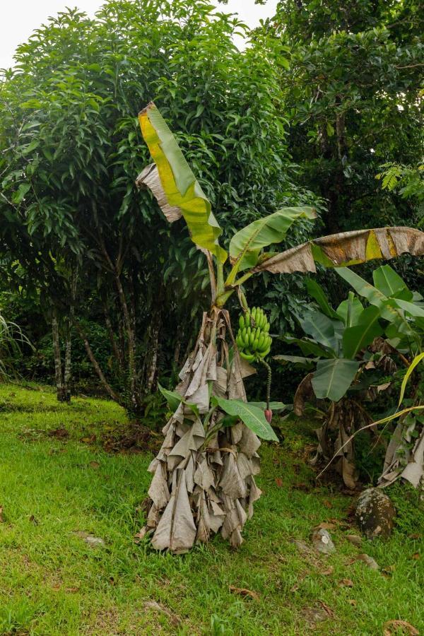 Rainforest Retreat 15 Min From The Beach Luquillo Buitenkant foto